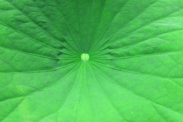 Fototapeta na wymiar close up on dew on lotus flower leaves