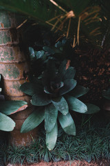 The trunk of exotic asian tree and green bush in the jungle, Indonesia, Bali