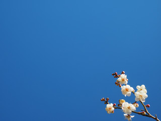 梅と青空