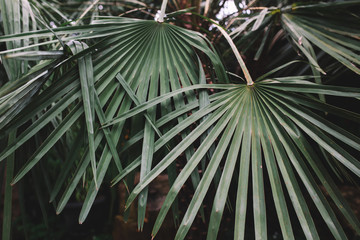 Closeup of two leaves of palms in the asian jungle, Indonesia, Bali