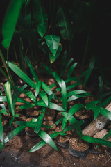 Green plants pattern grow from the ground in the jungle, Indonesia, Bali