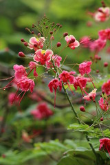 Guyane - Saül Dec 2016 - Fleur tropicale