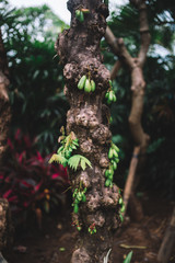 The trunk of exotic tree in the jungle with fruits, Indonesia, Bali
