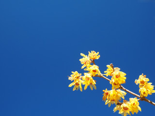Fototapeta na wymiar ロウバイの花と青空