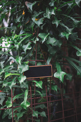 Black signboard in the foliage of green plant with empty space for your words, Indonesia, Bali