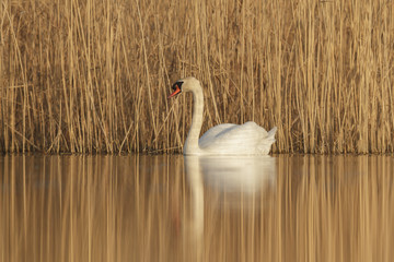 swan