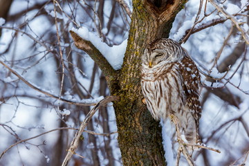 The barred owl is a large typical owl native to North America. Best known as the hoot owl for its...
