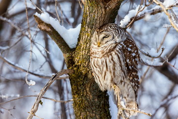 The barred owl is a large typical owl native to North America. Best known as the hoot owl for its distinctive call, it goes by many other names, including eight hooter, rain, wood  and striped owl. 