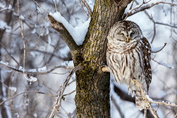The barred owl is a large typical owl native to North America. Best known as the hoot owl for its distinctive call, it goes by many other names, including eight hooter, rain, wood  and striped owl. 