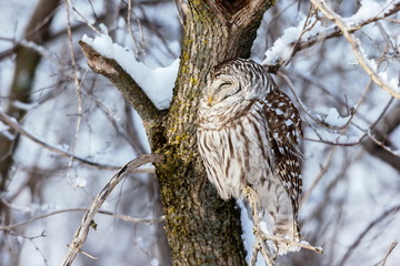 The barred owl is a large typical owl native to North America. Best known as the hoot owl for its distinctive call, it goes by many other names, including eight hooter, rain, wood  and striped owl. 