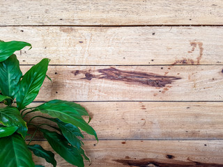 Obraz premium Wood wall and green leaf background