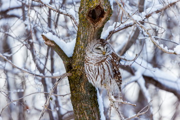 The barred owl is a large typical owl native to North America. Best known as the hoot owl for its distinctive call, it goes by many other names, including eight hooter, rain, wood  and striped owl. 