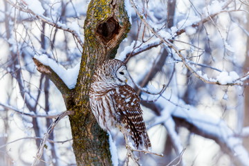 The barred owl is a large typical owl native to North America. Best known as the hoot owl for its distinctive call, it goes by many other names, including eight hooter, rain, wood  and striped owl. 