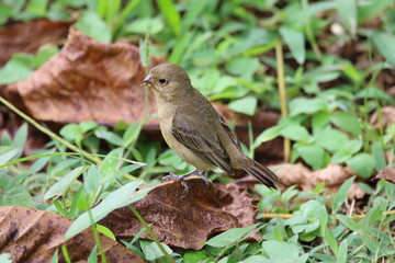 Guyane - Saül DEC 2016 - Oiseaux