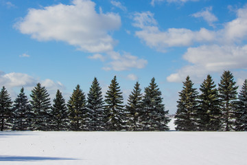 Row of Pine Trees in Snow