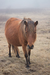 Brown Wild Pony