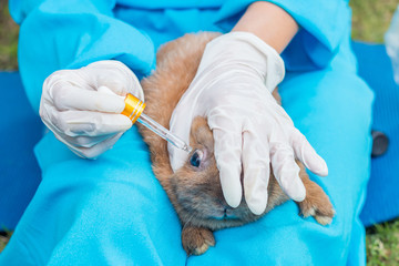 The veterinarian using eye drops for treatment a rabbit