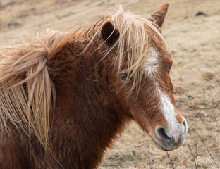Wild Pony