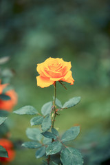 Rose flower in garden