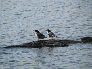 Call of the  merganser sitting on stone in lake