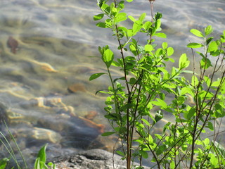 Shoreline Reflections