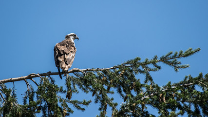 perched Osprey