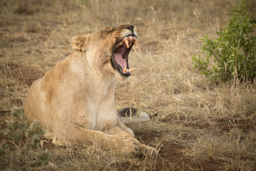 lioness roaring on game preserve, madikwe south africa