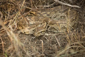 African rock python, Madikwe Game Preserve, South Africa