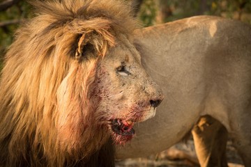Lion after kill, madikwe south africa