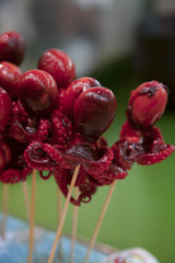 Baby octopus on stick