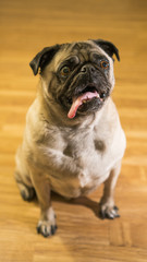 Obraz premium Pug With Tongue Sticking Out Slight Side View