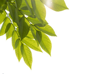 Green leaves against white background