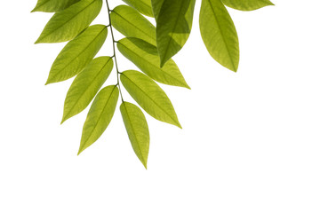 Green leaves against white background