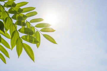 Green leaves against white background