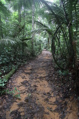 Guyane - Saül Dec 2016 - Forêt