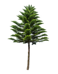 Isolated tree on white background