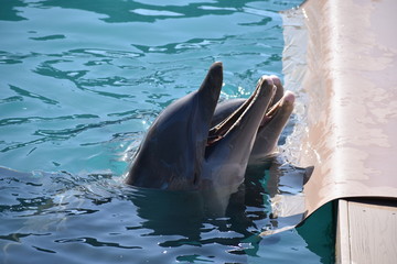 Miami, Florida - USA - January 08, 2016: Miami Seaquarium Dolphi