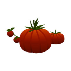 tomatoes color illustration design