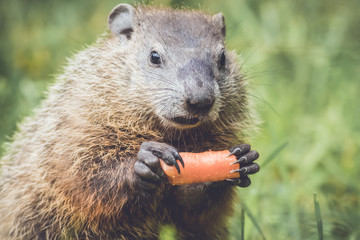 Baby Marmot (Marmota Monax) holding a carrot in both hands