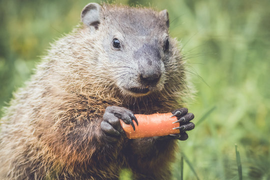 Baby Marmot (Marmota Monax) holding a carrot in both hands