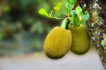 Jackfruit Tree and young Jackfruits with copy space