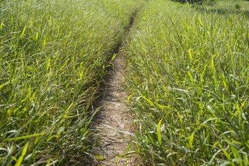 Pathway through grass field