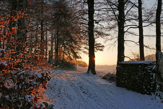 winterwald mit reif, schweiz 