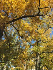 yellow trees