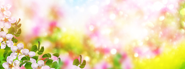 Fototapeta premium Blossoming branch apple. Bright colorful spring flowers