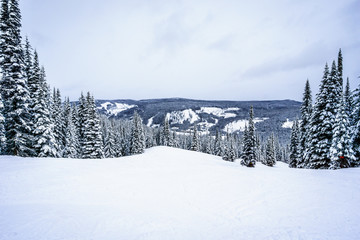 Winter Landscape with Snow Covered Pine Trees in the High Alpine on the Ski Hills in the Shuswap Highlands of central British Columbia, Canada