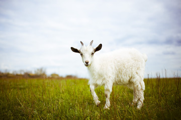 young goat grazes in a meadow.