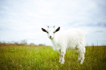 Fototapeta premium young goat grazes in a meadow.