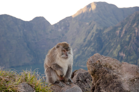 Macaque - Rinjani Caldera - Indonesia