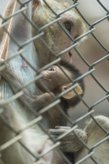 monkey in locked cage